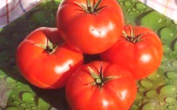 Règles agrotechniques pour les tomates Bobcat

Tomate
