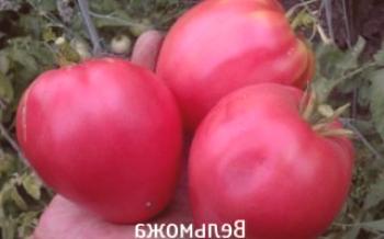 Pestovanie rajského šľachtica

paradajka