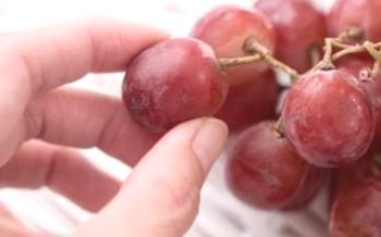 Regras de crescimento da uva Concord
