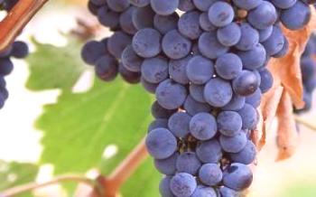 Характеристики на сорта грозде Galant
