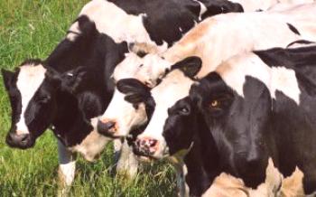 Kŕmenie kráv v malých farmách Kravy