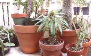 Madagascar Cactus Palm

Palmas e datas