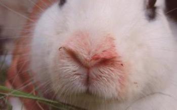 Ako sa zbaviť pasterózy pri králikoch Králiky