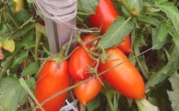 As melhores variedades de tomate: Königsberg

Tomate