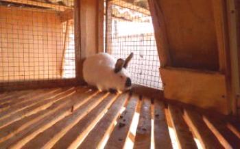 Čo čistiť a dezinfikovať klietky králika?králiky