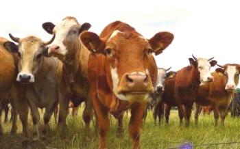 Какво трябва да знаете, за да си купите крава

крави