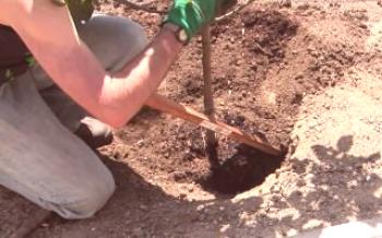 Como plantar uma ameixa com um sistema radicular fechado Ameixa