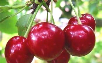Cultivo de cereja Lutovka

Cereja