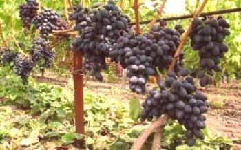 Черно грозде Кишмиш