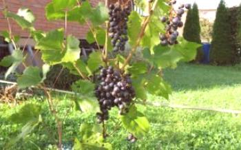 Сортове грозде за районите на Средната група - преглед с описание и снимка