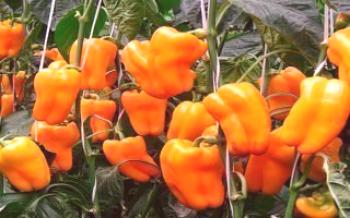 Regras de cultivo e cuidado da pimenta na estufa

Pepper