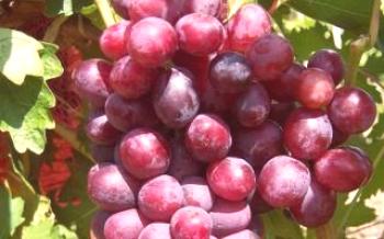 Dunav: variedade de uva que conquistou os corações dos viticultores.