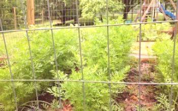 Plantando cenouras em campo aberto e cuidando de suas cenouras