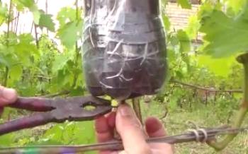 Leitos de ar de reprodução de uva