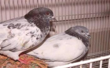 Šikovní letci - pakistanskí vojnoví holuby holuby