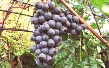 Segredos de plantar e cuidar de uvas Chernysh