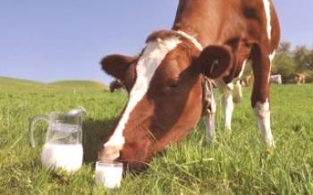 Kako napraviti dijetu dojilje krava Krave