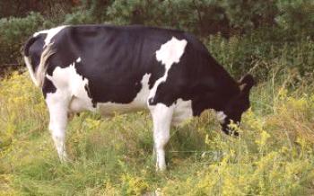 Kravy: choroby nôh a kopytá Kravy