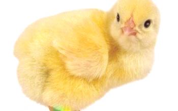 Необходимостта от витамини при отглеждане на бройлери

пилета