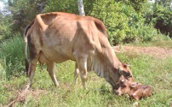 Какво да правим с крава, която не се издига след отелване Крави