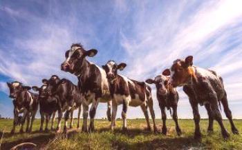 Pestovanie a kŕmenie teliat v období mlieka

kravy