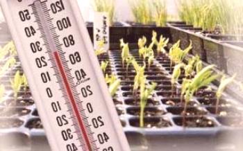 Sadenice baklažánu: rastúca teplota

baklažán