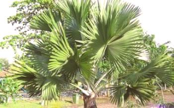 Uzgoj Fan Palm: Glavne značajke Palms i datumi