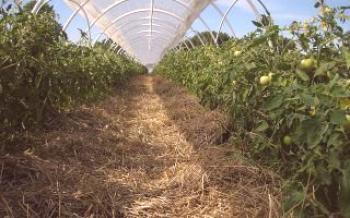 Odrody rajčiakov: odrody poddimenzované

paradajka