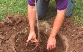 Како засадити трешњу љети са затвореним коренским системом Цхерри