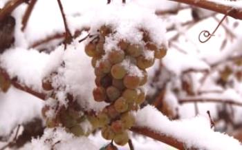 Preparando-se para invernar e aquecer as uvas