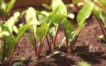 Как да растат цвекло от разсад Beets