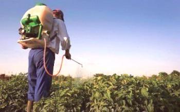 Ochrana zemiakov proti burinám: ktorý herbicíd si vybrať Zemiaky