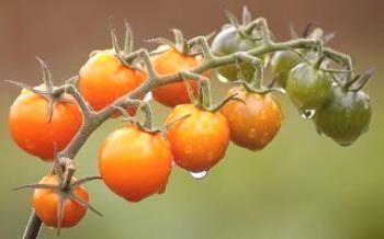 Как да определите дните, които са благоприятни за засаждане на домати Домат