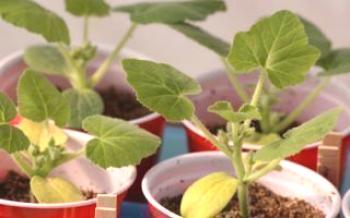 Грешки, отглеждащи краставици: жълти и сухи листа при разсада Краставици