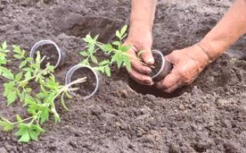 Как да засадите разсад на открито място?домат