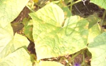 Най-честите причини за пожълтяване краставици в парникови краставици