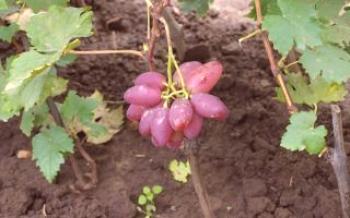 Начини за осигуряване на растежа на гроздето на всички етапи