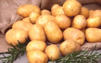 Regras para plantar e cuidar de variedades de batata Nevsky

Batatas