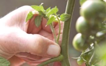 Схема и правила за нарязване на домати Домат