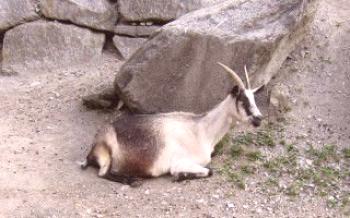 Descrição da espécie da cabra da cabra alpina