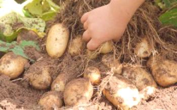 Описание и отглеждане на сортове късмет

картофи