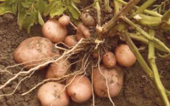 Как да растат картофи и да получите добра реколта Картофи