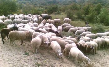L'élevage de moutons est une activité rentable

Le mouton