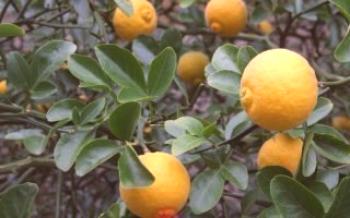 Ako pestovať citrusy poncirus trifoliate