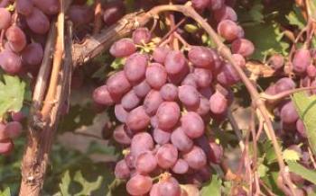 Vantagens e desvantagens das uvas Victoria