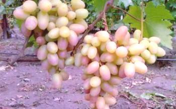 Описание на сорта грозде 