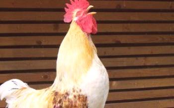 Да ли је кокошка потребна за несилице?