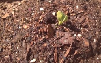 Засаждане на краставици в открито семе. Кога да се засадят краставици

краставици