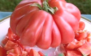 Пузата хата - домат във формата на кесия

домат
