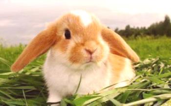 Priemerná dĺžka života u trpasličích králikov

králiky